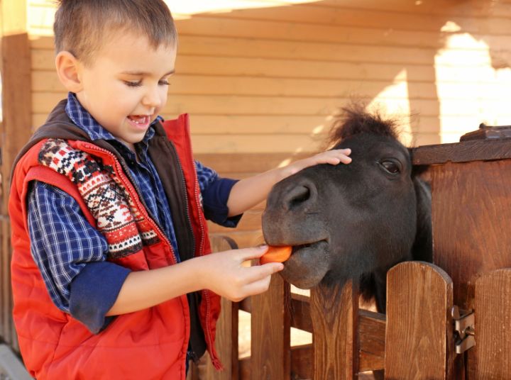 Face to Face Connections: Family farm day (North Vancouver, Metro Vancouver)