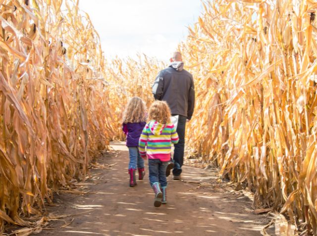 Face to Face Connections: Corn maze adventure (Victoria, Vancouver Island)