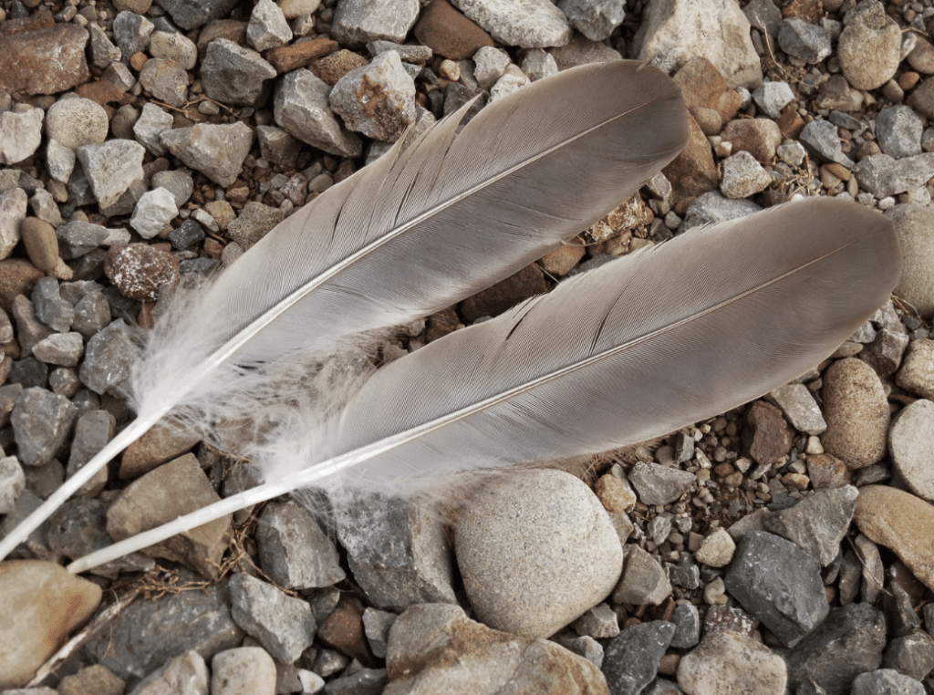 two gray and white feathers over some grey pebbles