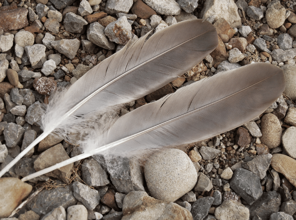The power of cultural connection - Belonging Network