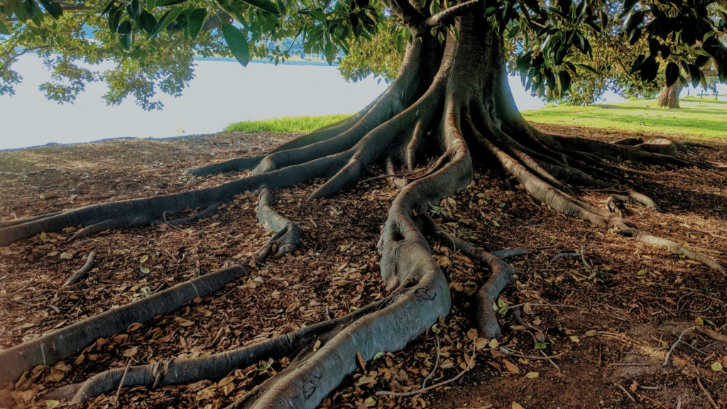 Roots of a big tree.