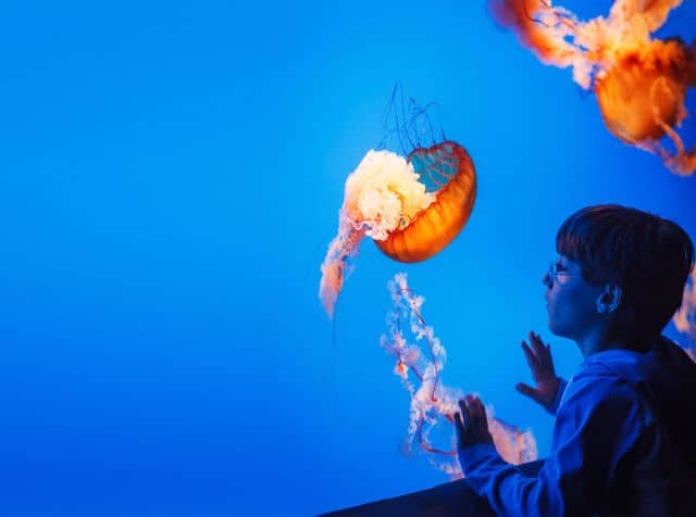 A young boy looks at an orange jellyfish in a bright blue aquarium tank.